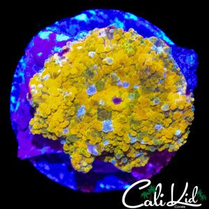 AQUACULTURED MYSTERY JAWBREAKER