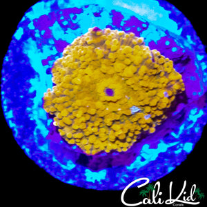 AQUACULTURED MYSTERY JAWBREAKER