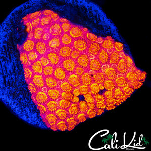 HYPER PINK GONI CHUNK