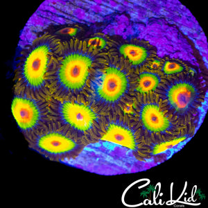 RASTA ZOA COLONY