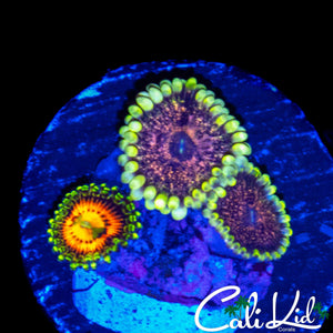 ASSORTED ZOA TRIPLE