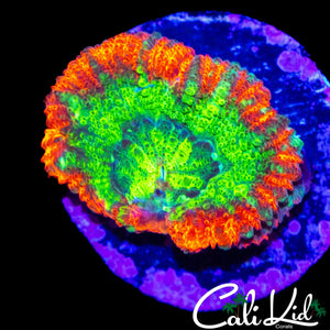 MYSTERY ASIAN ACAN