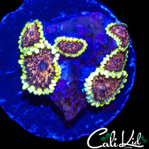 CK AOTP ZOA MINI COLONY