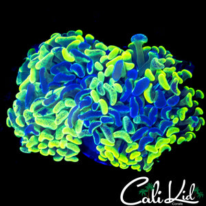 SPLATTER BRANCHING HAMMER