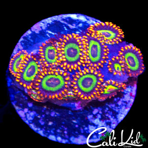 FRUIT LOOP ZOA COLONY