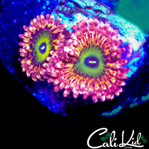 CK LBC ZOA DOUBLE