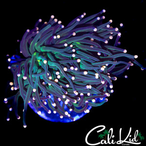 COTTON CANDY TYPE TORCH