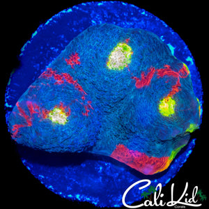 BLUE BASE RAINBOW CHALICE