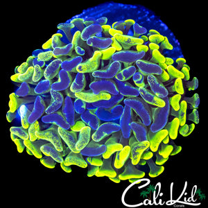 SPLATTER BRANCHING HAMMER