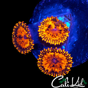 MAUL MORPH ZOA TRIPLE