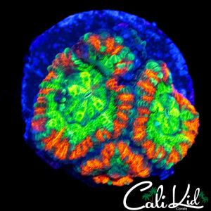 ASIAN ACAN QUAD