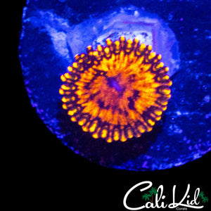 MAUL MORPH ZOA