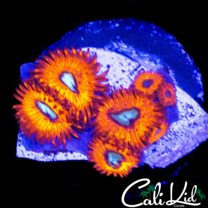CHARMANDER ZOA MINI COLONY