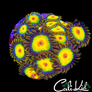 RASTA ZOA COLONY