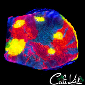 INSANE RAINBOW CHALICE (MULTI EYE)