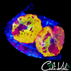 ECLECTUS MUSHROOM DOUBLE
