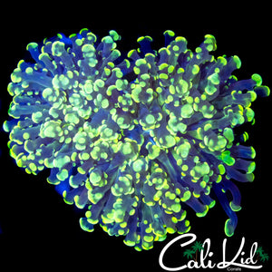 SPOTTED BRANCHING FROGSPAWN