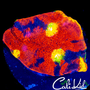 TRIPLE EYE RAINBOW CHALICE