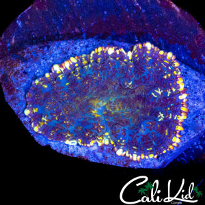 GOLDEN RIM RHODACTIS