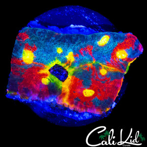 ABSOLUTELY INSANE RAINBOW CHALICE CHUNK