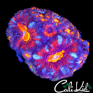 WHITE STRIPE ACAN MINI COLONY