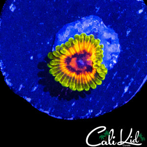 HALLUCINATION ZOA