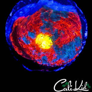 BIG EYE RAINBOW CHALICE FRAG