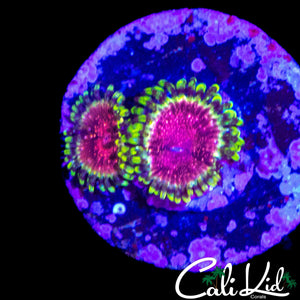 STRAWBERRY WINE ZOA DOUBLE