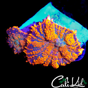 FLAMETHROWER RHODACTIS DOUBLE