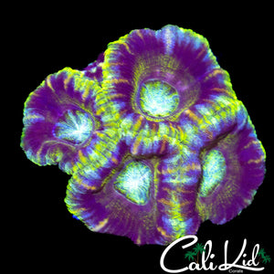 AMAZING ASIAN ACAN QUAD
