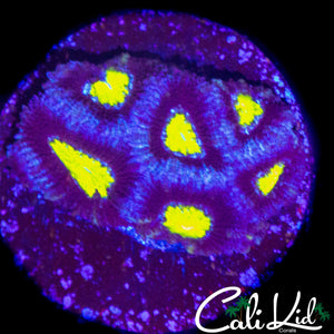 YELLOW EYE MICROMUSSA