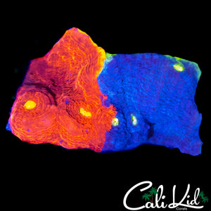 HALF & HALF RAINBOW CHALICE CHUNK