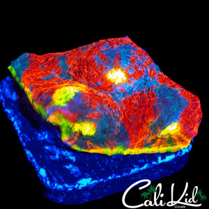 CK KRAZY RIM RAINBOW CHALICE