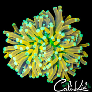 STUNNING GREEN MOUTH BANANA TORCH