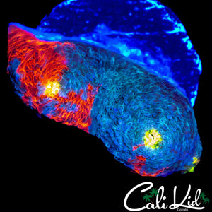 BLUE BASE RAINBOW CHALICE FRAG