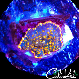 RAINBOW RIM RHODACTIS