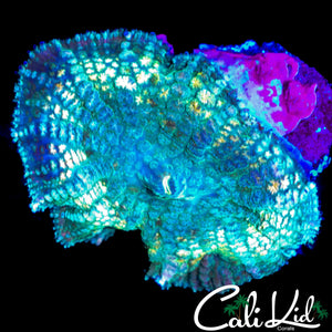 XL PIN CUSHION MUSHROOM