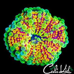 CK ACID TRIP MUSHROOM