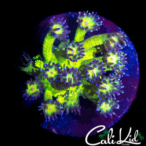 GLITTER BOMB GONI (LARGE FRAG)