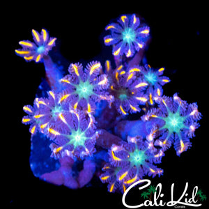 RAINBOW CLOVE POLYPS