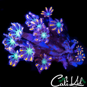 RAINBOW CLOVE POLYPS
