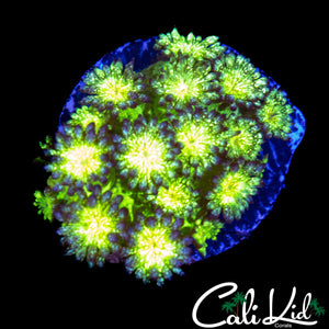 GLITTER TYPE GONI FRAG