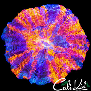 AMAZING ACANTHO