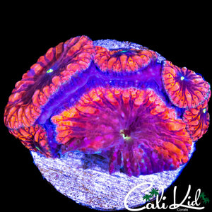 CHERRY BLOSSOM BLASTO MINI COLONY