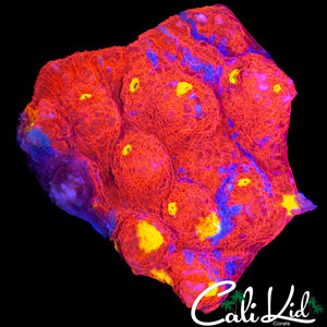 RED LAVA RAINBOW CHALICE COLONY