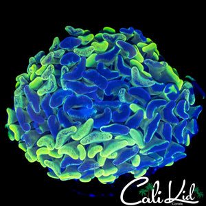 SPLATTER BRANCHING HAMMER