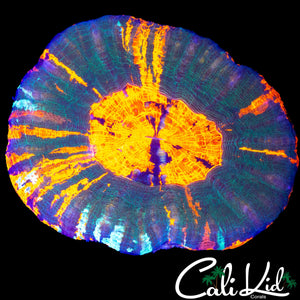 5 COLOR SCOLY