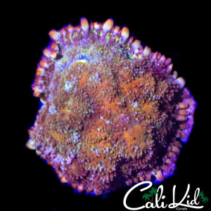 AQUACULTURED CK UNRELEASED PIN CUSHION SHROOM