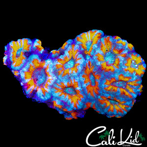 INSANE RAINBOW ACAN COLONY
