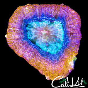 PEACH MORPH BOWERBANKI